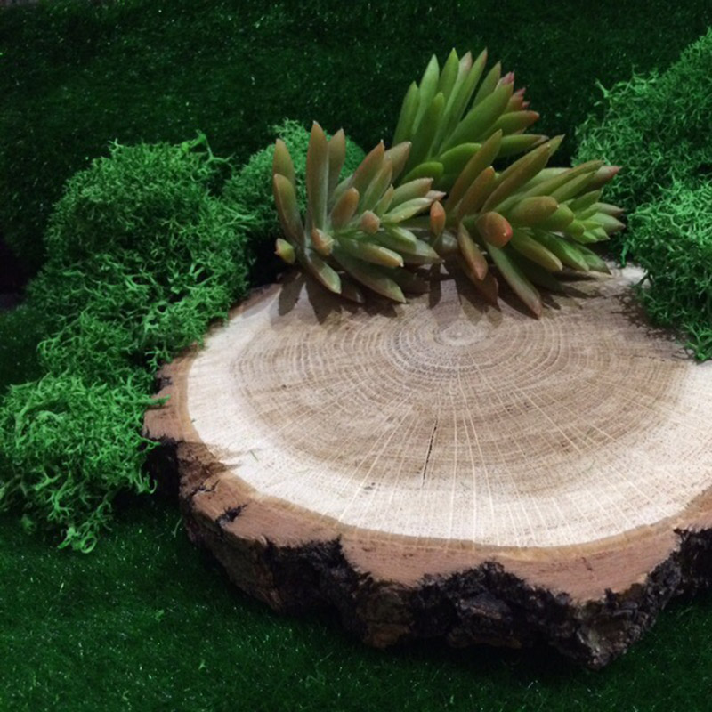20G Doğal Yosun Yapay Bitki Eb - Sphagnum Moss Dry incelemesi ve fiyatı
